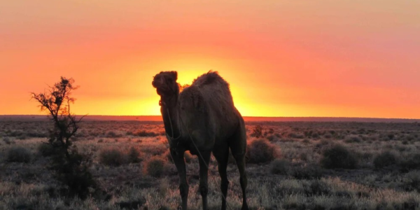 Camel