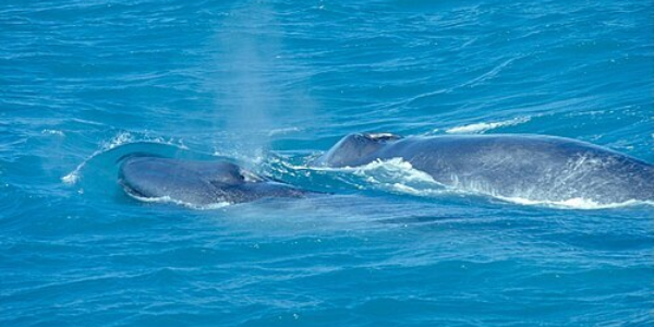 Blue Whale With Calf
