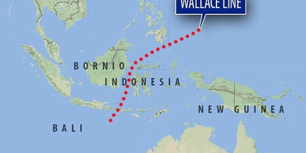 Wallace line