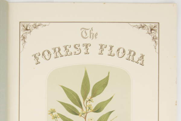 Forest Flora Cover