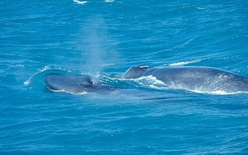 Blue Whale With Calf