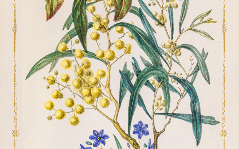 Fanny de Mole Wild Flowers of SA 3