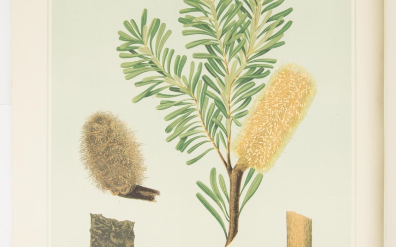 Forest Flora Banksia
