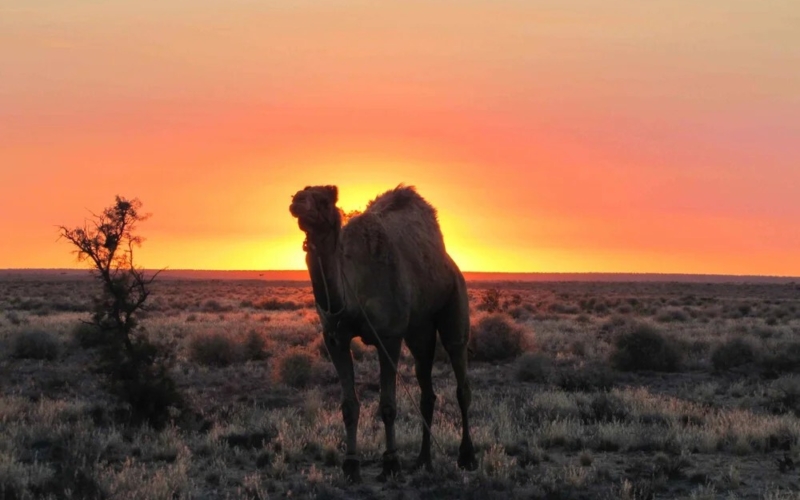 Camel