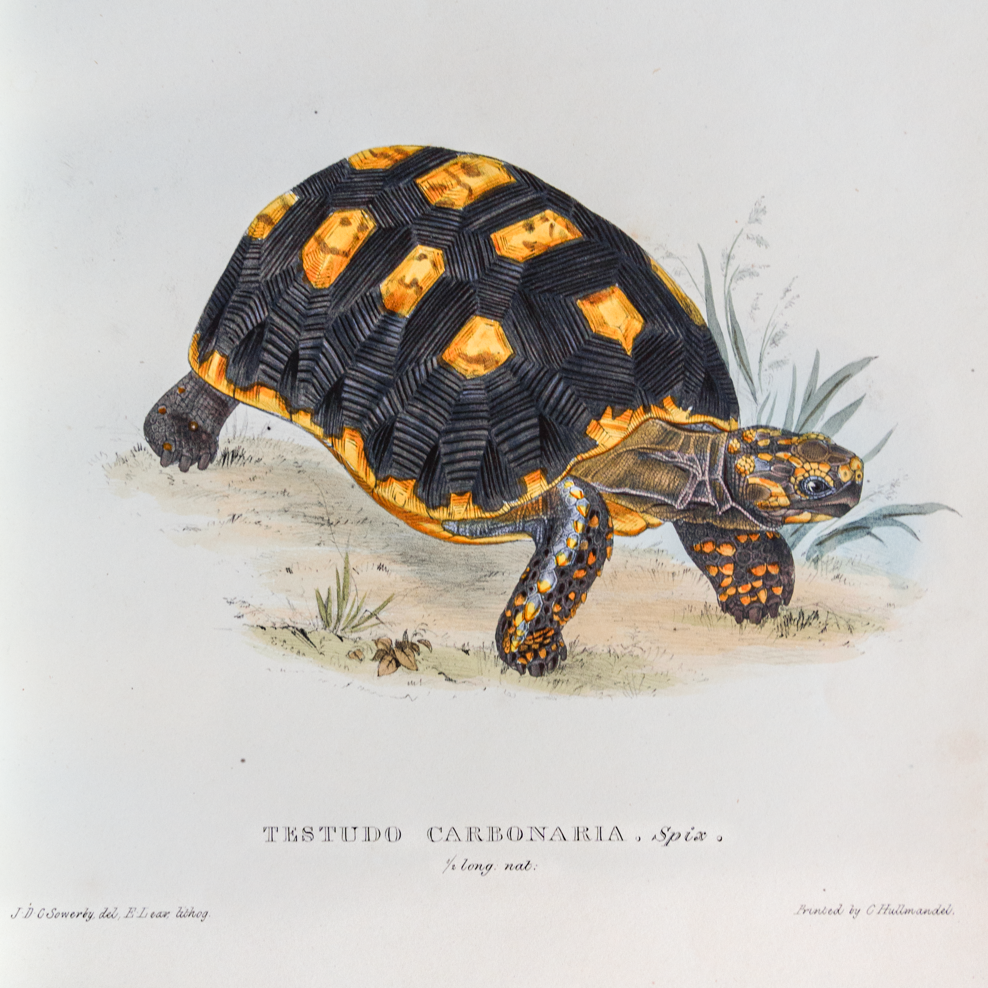 Tortoises, Terrapins and Turtles