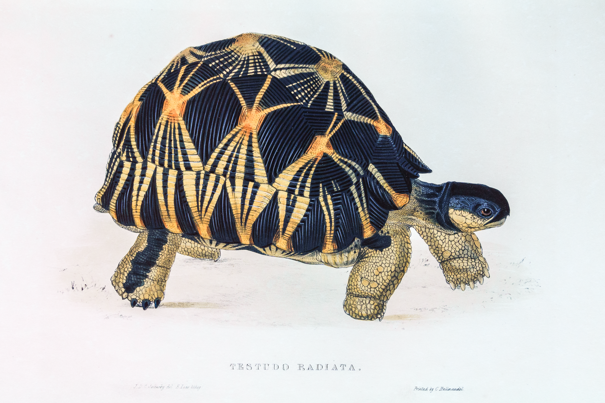 Tortoises, Terrapins and Turtles