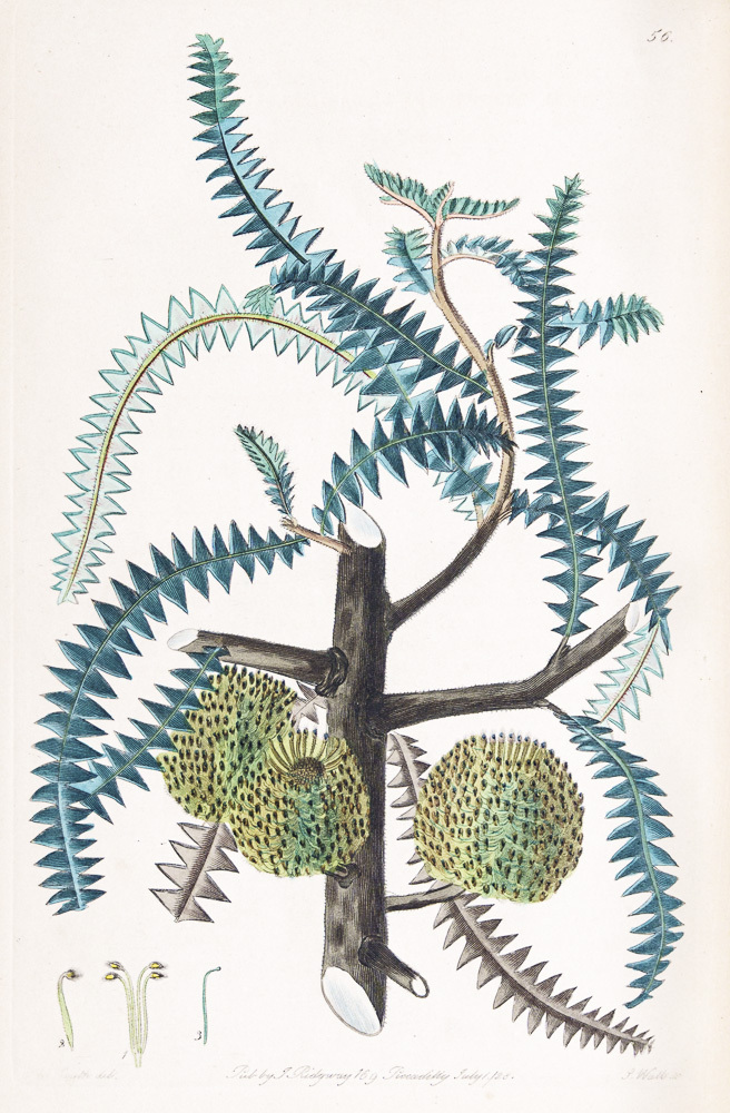 Robert Sweet s Flora Australasica 1827 1828 The Royal Geographical 