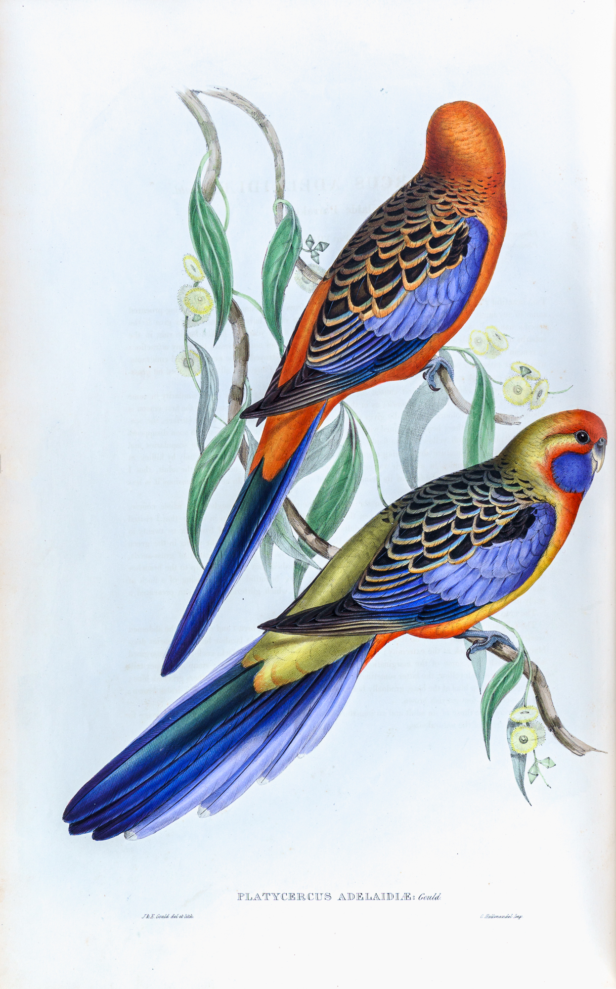 Gould's Birds