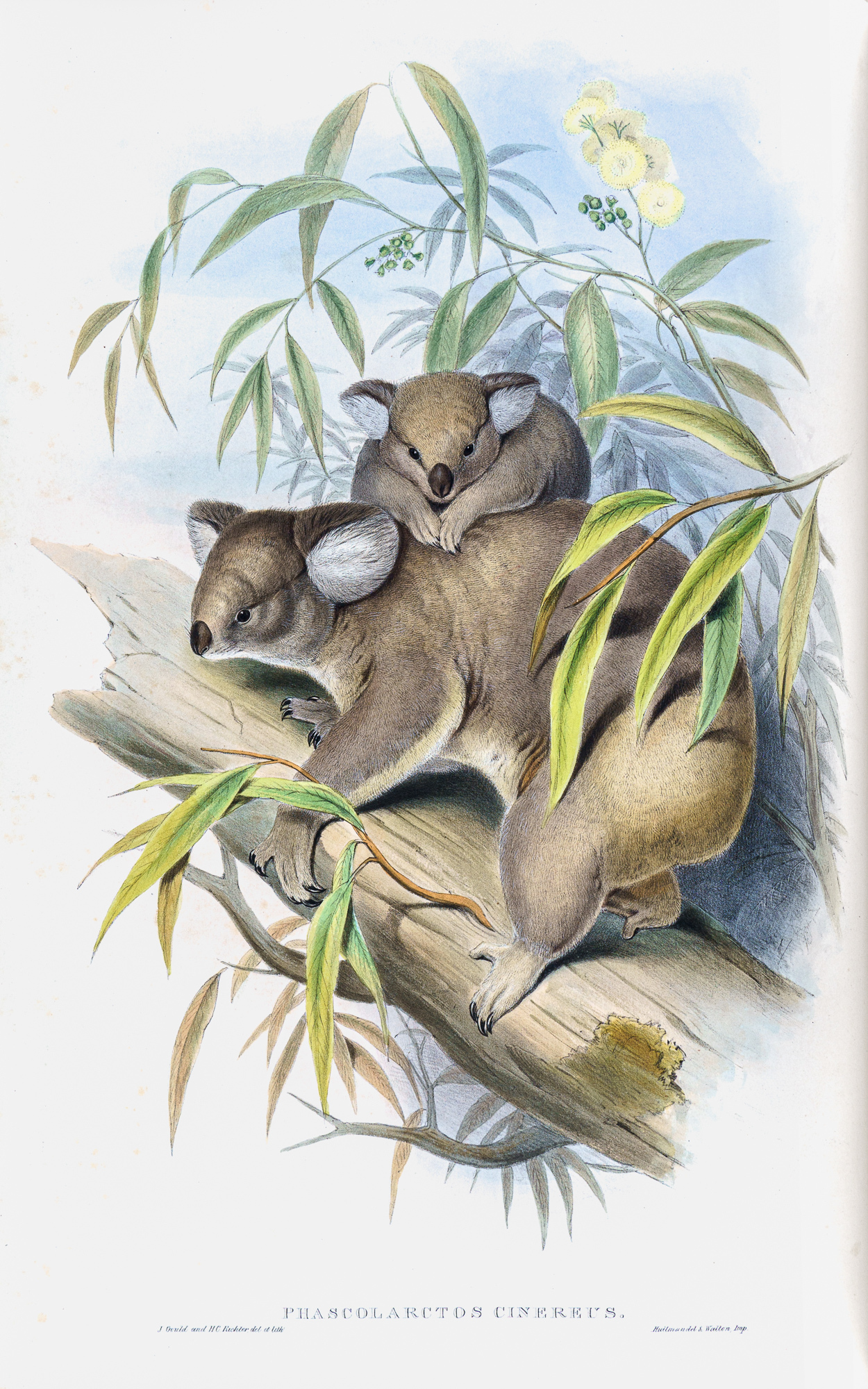 Gould's Koalas