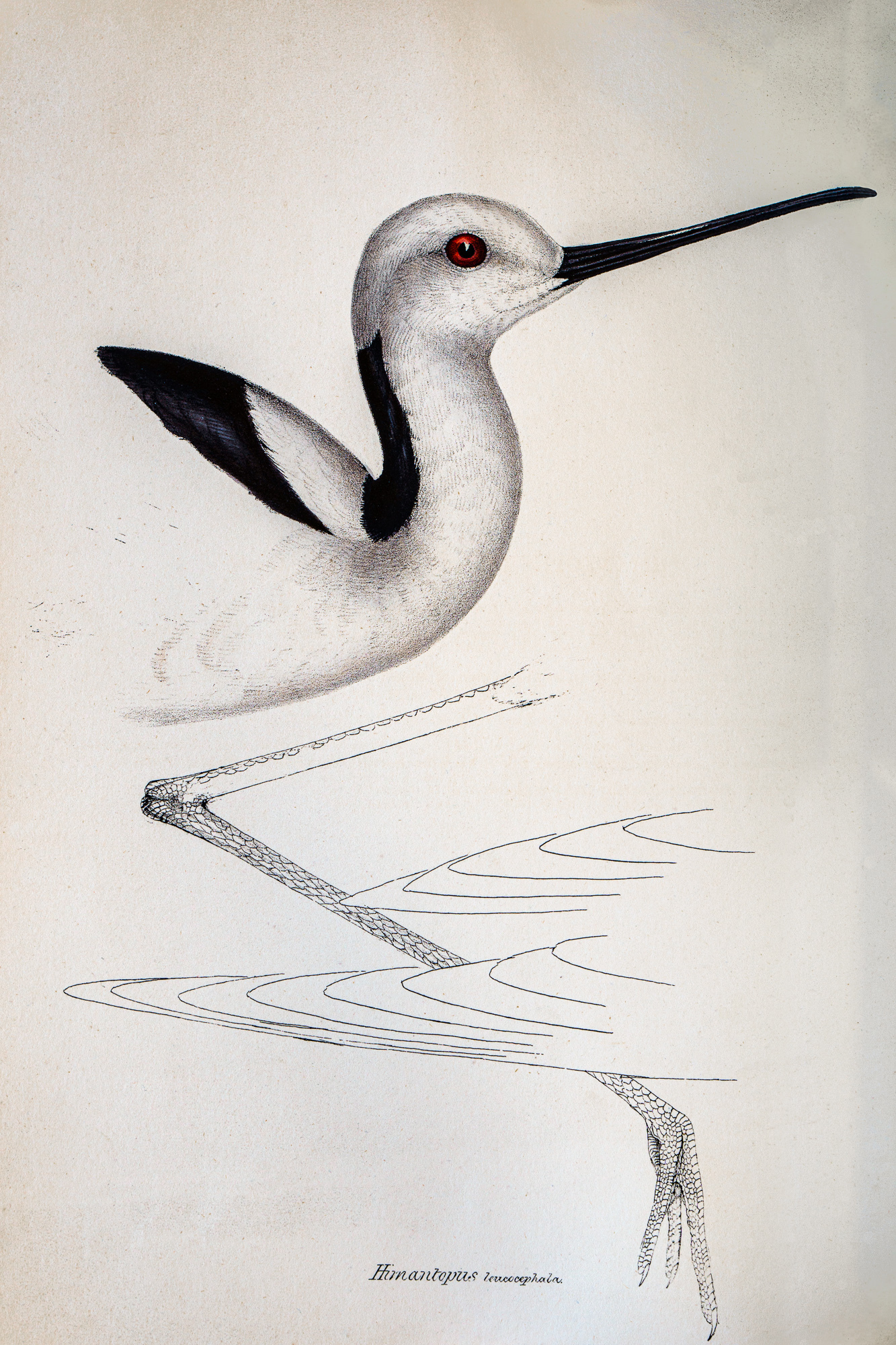 Gould's Synopsis - Himantopus