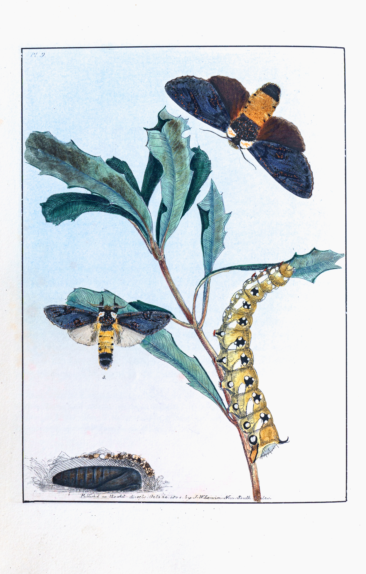 Lewin's Insects