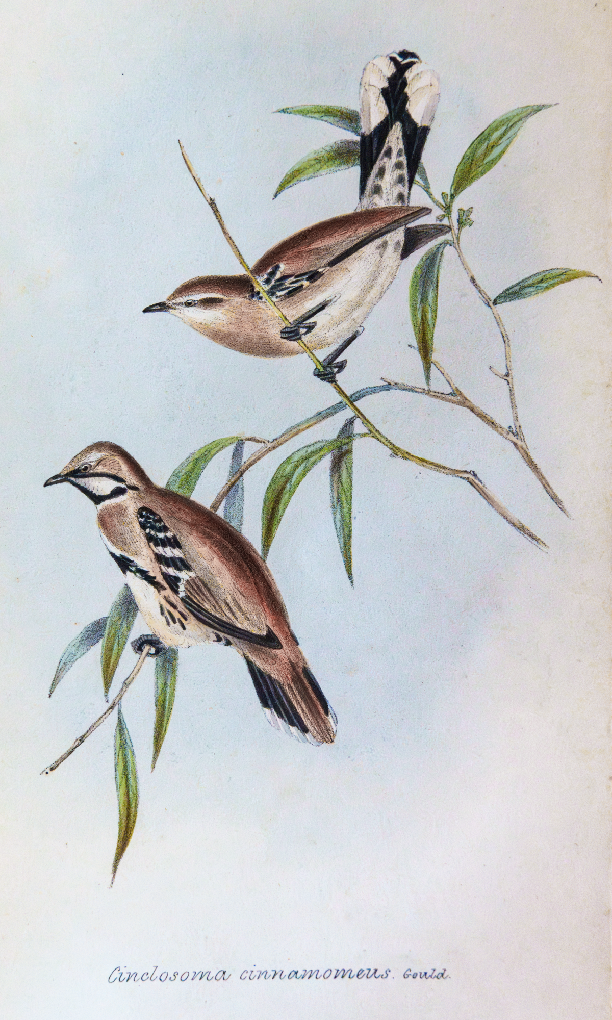 Gould birds