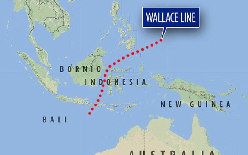 The Wallace Line - The Royal Geographical Society of South Australia